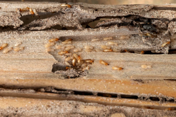 Best Pest Prevention Services  in Healdton, OK